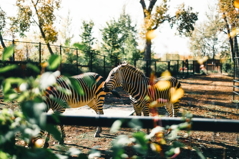 Calgary Zoo, Innenstadt