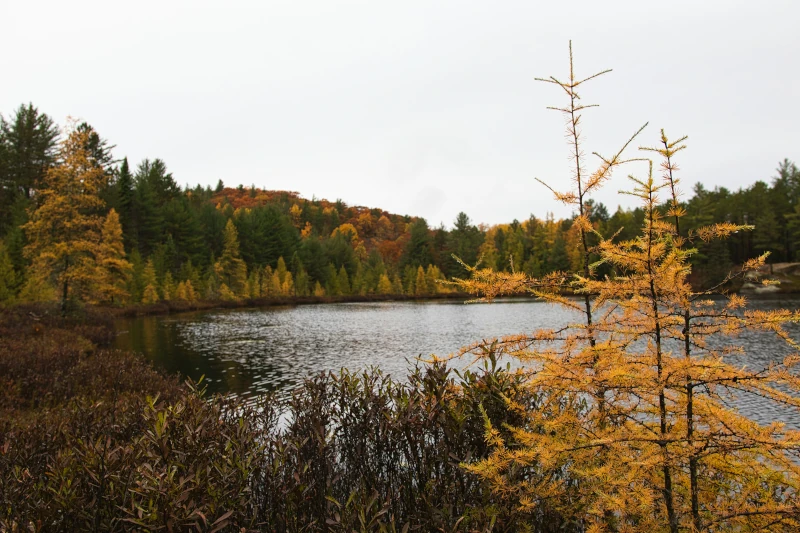 Algonquin Provincial Park